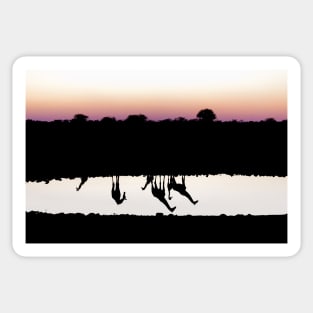 Reflection of South African Giraffes at Sunset Sticker